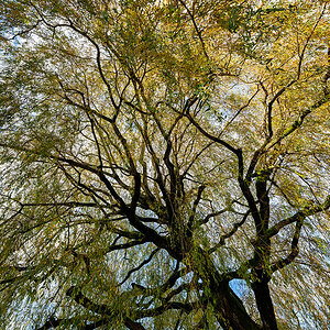 Baum.jpg