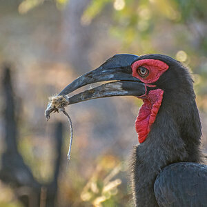 2016-06-07 10 Southern Ground Hornbill.jpg
