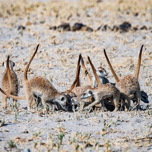 2025-10-04 012 Meercats.jpg