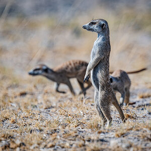 2025-10-04 020 Meercats.jpg