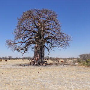 2025-10-04 053 Baobab.jpg