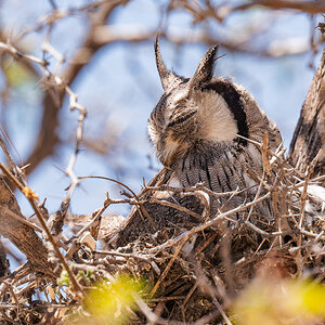2025-10-04 056 African Scops Owl.jpg