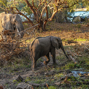 2025-10-05 14 Elephants at Lodge.jpg