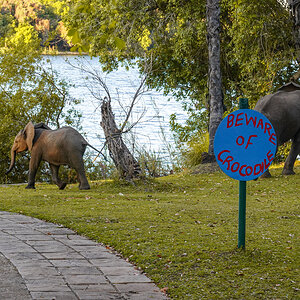 2025-10-05 20 Elephants at Lodge.jpg