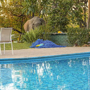 2025-10-05 24 Elephant at Swimming Pool.jpg