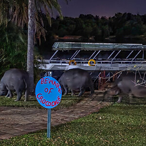 2025-10-05 37 Hippos at Lodge.jpg