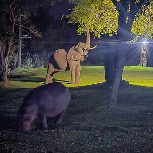 2025-10-05 41 Hippo and Elephant at Lodge.jpg