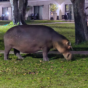2025-10-05 46 Hippo at Lodge.jpg
