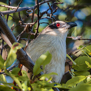 2025-10-06 65 Coppery-tailed Coucal.jpg