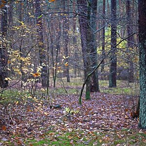 Kiefernwald 2.jpg