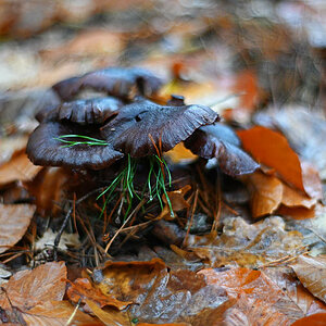 Nasse Waldpilze.jpg