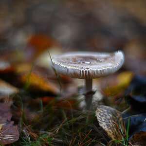 Wald-Parasol.jpg