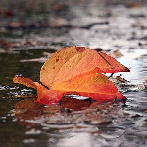 blatt_6.jpg