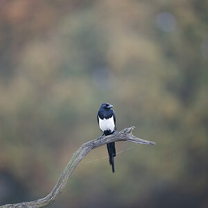 01 400mm f-2.8.jpg