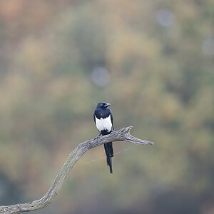 02 400mm f-4.jpg