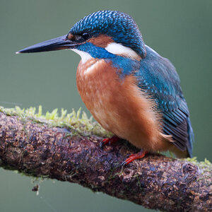 09 400mm f-2.8.jpg