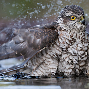 16 400mm f-2.8.jpg
