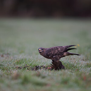 20 400mm f-2.8.jpg