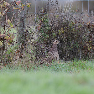 30 400mm f-5.6.jpg