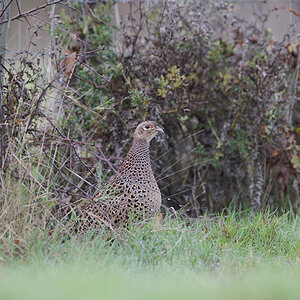 31 560mm f-5.6.jpg