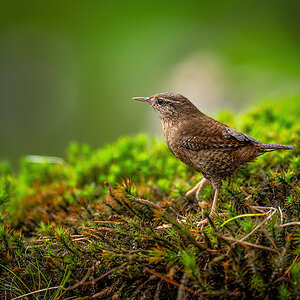 34 Eurasian Wren.jpg