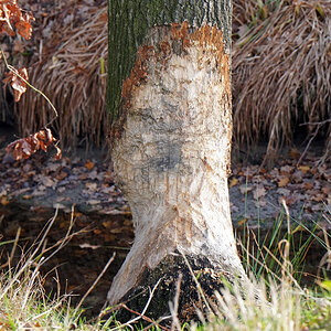 baum_biberbissspuren_2.jpg
