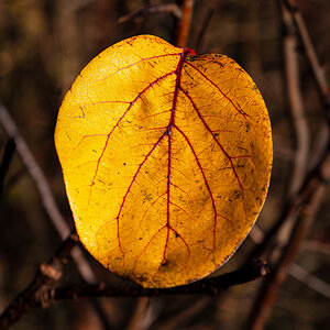 Blatt.jpg