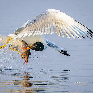 2023-06 Romania - Pallass Gull Grabbing Fish.jpg