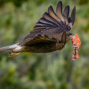 2024-02 Argentina - Chimango Caracara with Fish in Flight.jpg