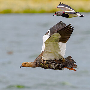 2024-02 Argentina - Upland Goose and Southern Lapwing in Flight.jpg