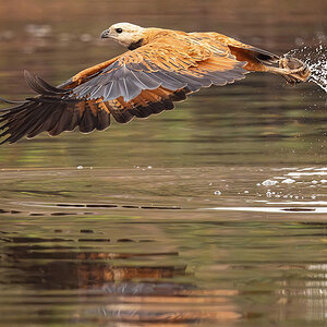 2024-09 Brazil - Black-collared Hawk in Flight with Fish.jpg