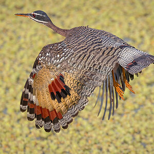 2024-09 Brazil - Sunbittern in Flight.jpg