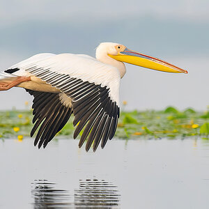 2023-06-15 05 Great White Pelican in Flight 2.jpg