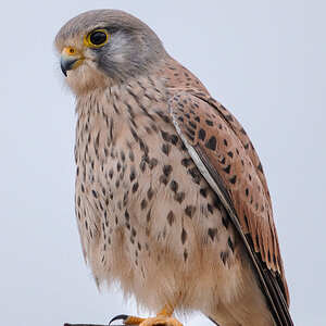2025-11-24 001 Common Kestrel - Crop.jpg
