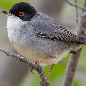 2025-11-25 011 Sardinian Warbler - Crop.jpg