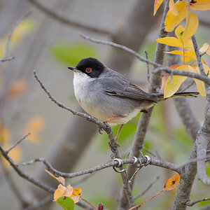 2025-11-25 011 Sardinian Warbler.jpg
