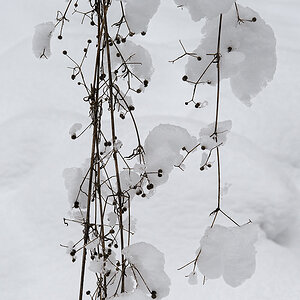 Schnee.jpg