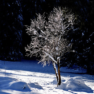 Schneebaum.jpg