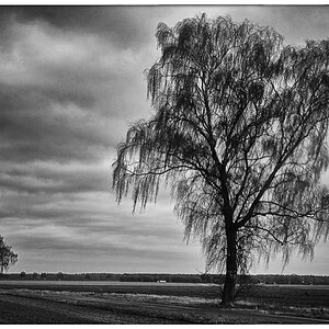 Birke 1_BW.jpg