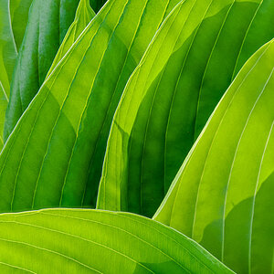 Hosta