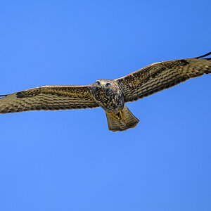 NZ9_9066_Bussard hat mich voll im Blick_10_2025.jpg