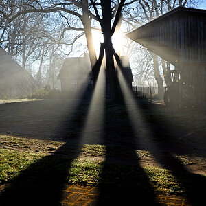 baum_schatten.jpg
