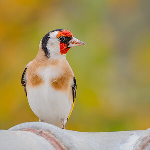 2025-11-25 014 European Goldfinch.jpg
