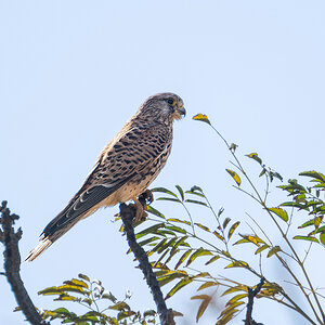 2025-11-26 14 Common Kestrel.jpg