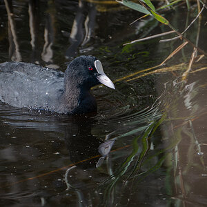 2025-11-26 20 Eurasian Coot.jpg