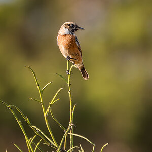 2025-11-28 12 European Stonechat.jpg