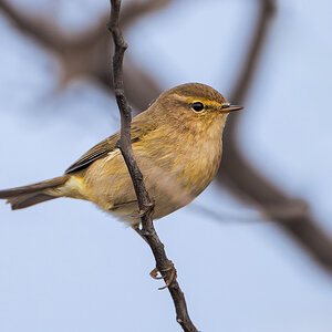 2025-11-29 06 Common Chiffchaff.jpg