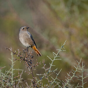 2025-12-04 01 Black Redstart.jpg