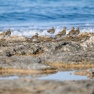 2025-12-04 15 European Golden Plovers.jpg