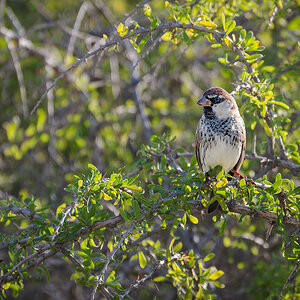 2025-12-04 33 Spanish Sparrow.jpg
